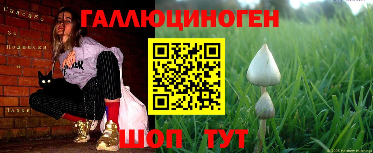 Галлюциногенные грибы Psilocybine cubensis  Вход с VPN  Тосно 
